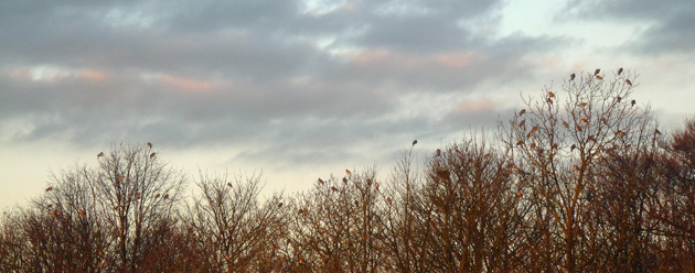 Eating disorder pigeons